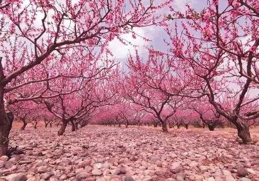 紅橋區(qū)最好玩的公園是哪個(gè)？你最pick哪一個(gè)?