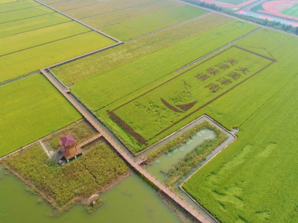 “尋源稻鄉(xiāng)”小站稻原產(chǎn)地旅游線路推廣初綻光芒