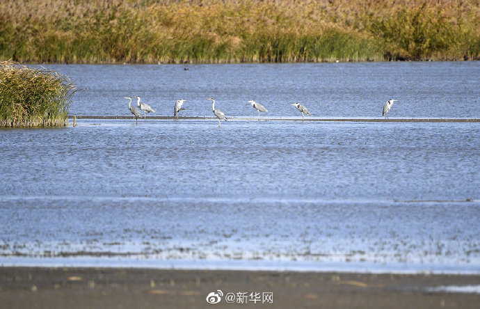 秋日七里海濕地百鳥(niǎo)云集