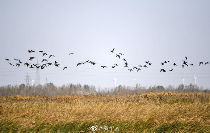 秋日七里海濕地百鳥(niǎo)云集