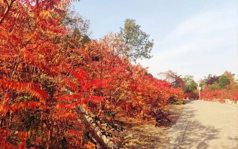 天津交警提醒：到南翠屏公園看紅葉 在這里停車