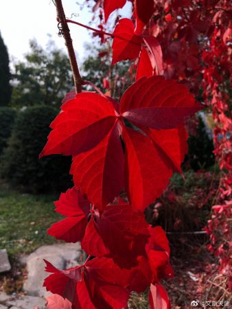 秋末，看紅葉去南翠屏吧！