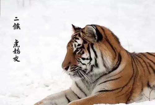 今日大雪！這些“長壽”食材一定要吃！