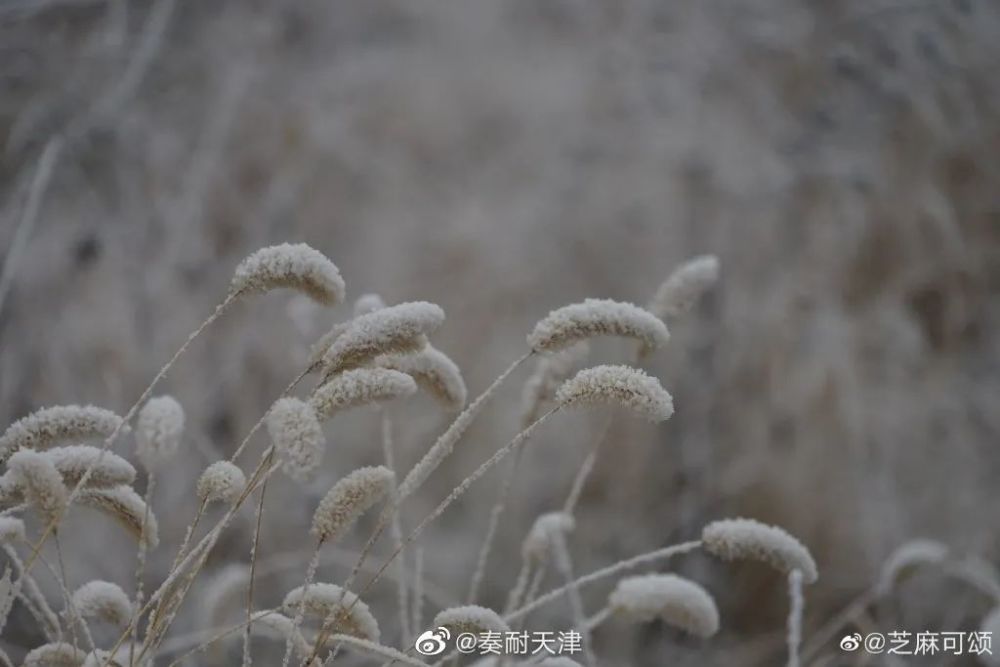 亦雪亦霜？天津下的其實(shí)是……