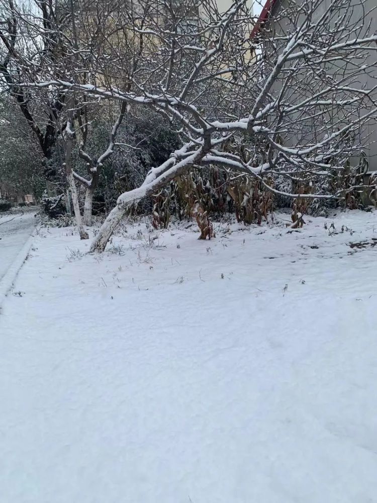 “雪姑娘”如約而至！濱海新區(qū)發(fā)布道路結(jié)冰黃色預(yù)警