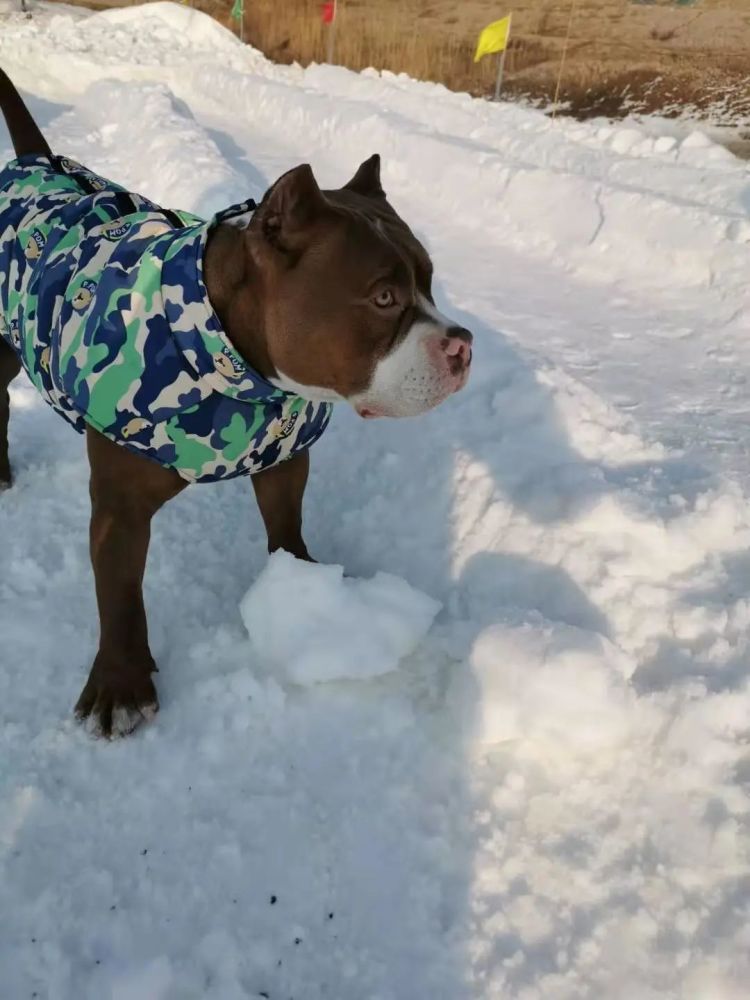 放假嘍！“神獸們”來西青坐雪橇 游冰雪世界吧......