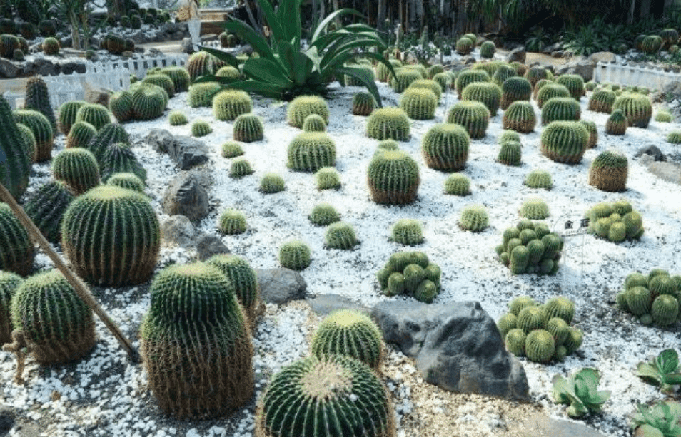 天津?yàn)I海新區(qū)打造華北地區(qū)最大的植物園