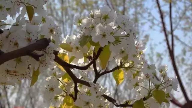 開春啦！津城第一波花開了，賞花的走起!