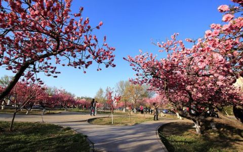 春意盎然，天津春游踏青不能錯過的五大景點(diǎn)，快收藏！