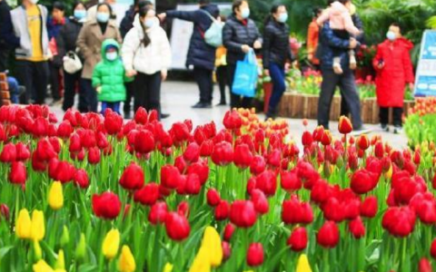 天津熱帶植物園郁金香文化旅游節(jié)開(kāi)幕啦！