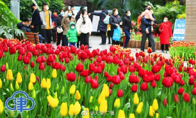 天津熱帶植物園郁金香文化旅游節(jié)開幕啦！