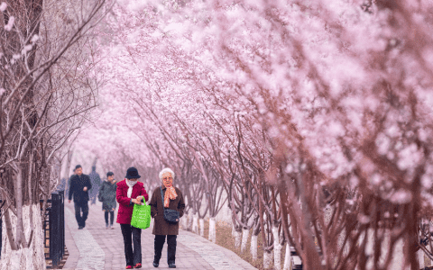 天津運河桃花節(jié)賞花攻略來了！達到這個人數(shù)將暫停入園