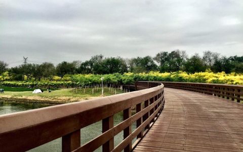 天津踏青賞花十大熱門公園出爐 這個郊野公園居首