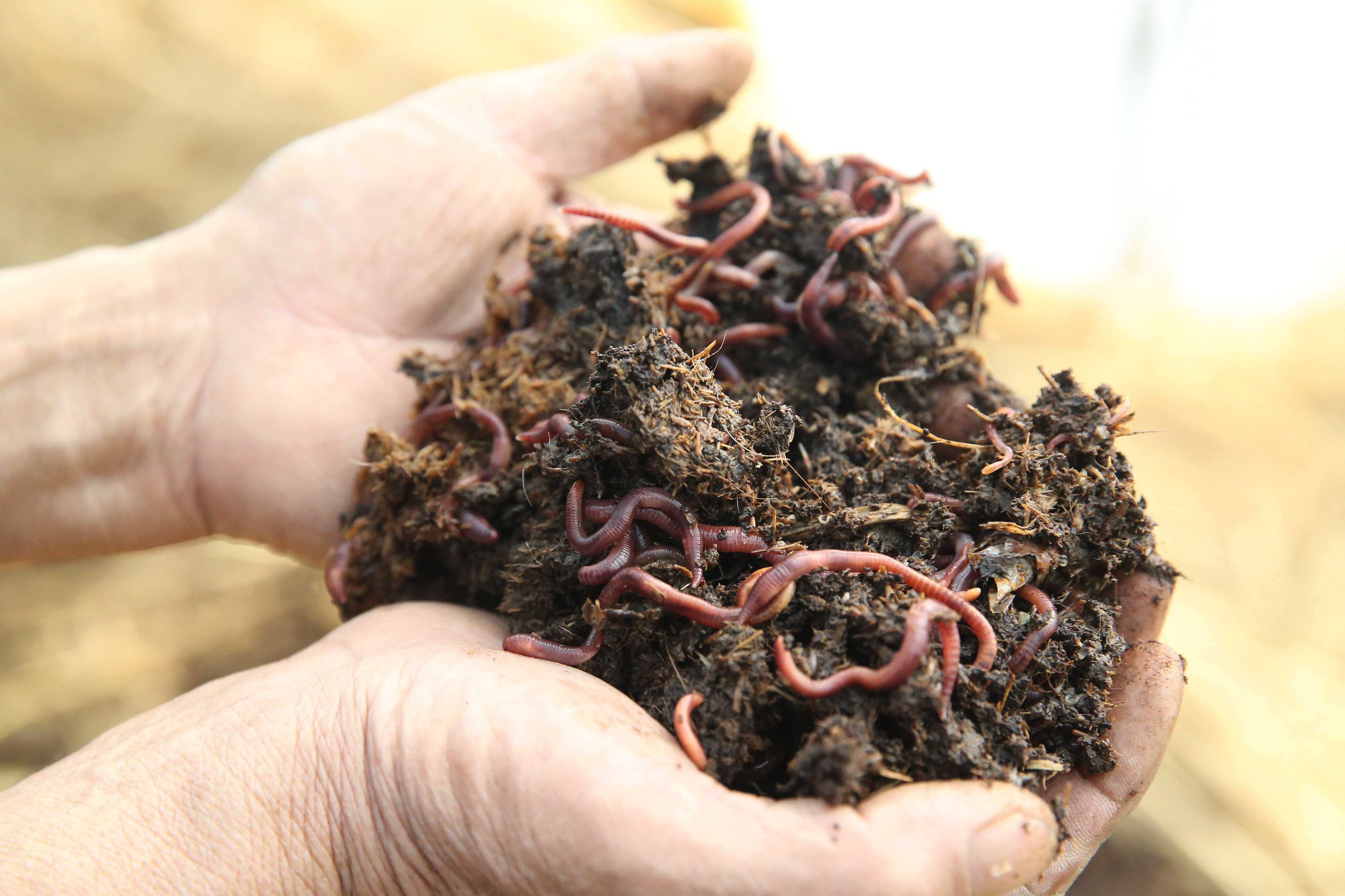 天津民生生物工程股份有限公司引領(lǐng)地龍行業(yè)快速發(fā)展