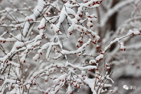 天津雪景圖新鮮到貨！路面情況如何?高速、機場受影響嗎?