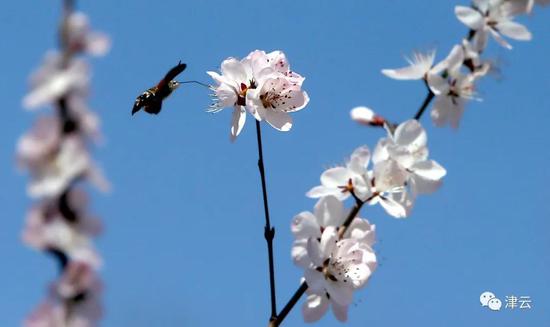 天津運(yùn)河桃花節(jié)賞花攻略來(lái)了！達(dá)到這個(gè)人數(shù)將暫停入園