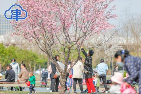 濱輕軌在此橫貫花海 “濱城”這個公園美爆了