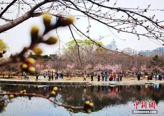 資料圖：3月18日，市民和游客在北京玉淵潭公園觀賞櫻花。 中新社記者 杜洋 攝