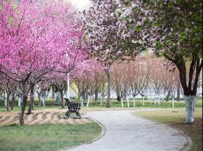 從海濱到湖泊、花海，濱海這些景區(qū)踏青正當時！