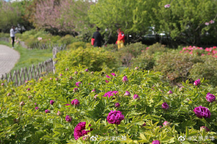 品國(guó)色，賞牡丹！天津泰達(dá)植物資源庫(kù)牡丹園正式開園