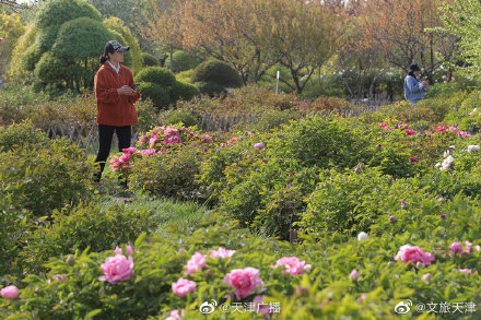 品國(guó)色，賞牡丹！天津泰達(dá)植物資源庫(kù)牡丹園正式開園