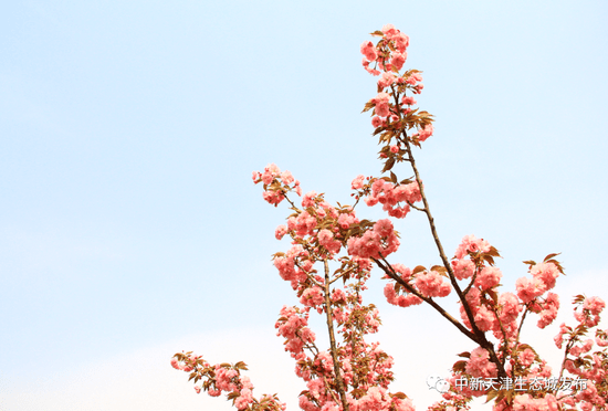 天津這條浪漫“櫻花街” 等你打卡