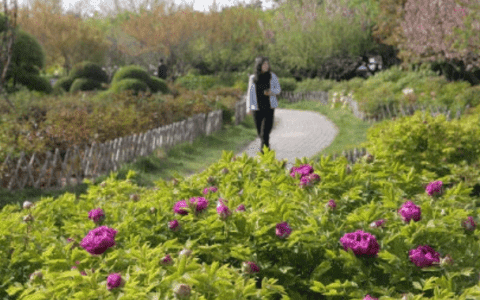 品國色，賞牡丹！天津泰達植物資源庫牡丹園正式開園