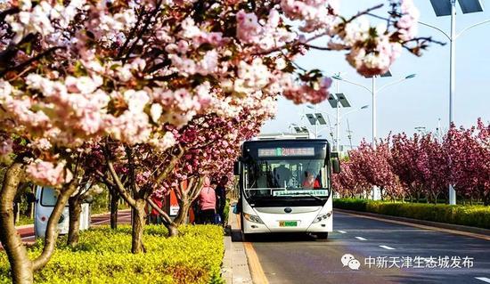 天津這條浪漫“櫻花街” 等你打卡