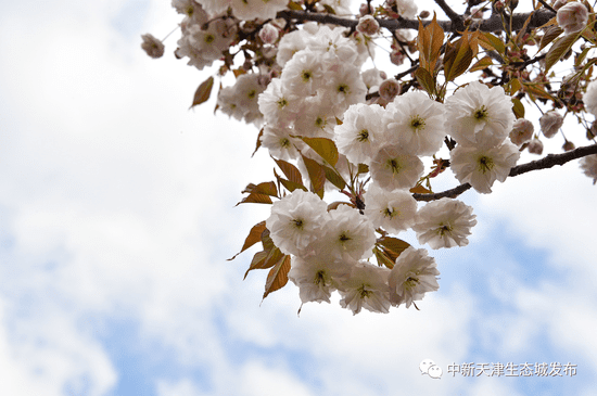 天津這條浪漫“櫻花街” 等你打卡