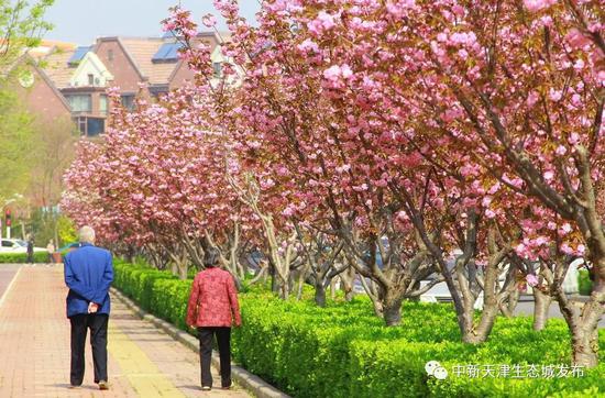 天津這條浪漫“櫻花街” 等你打卡