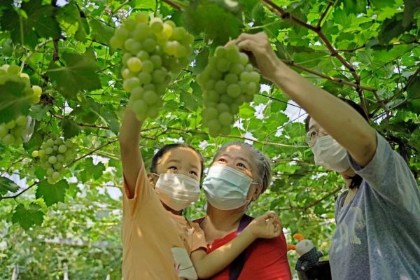 醉人飄香！天津?yàn)I城葡萄進(jìn)入采收旺季