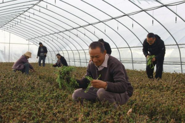 春耕備耕搶農(nóng)時(shí)，津甘兩地共同做強(qiáng)寧縣金銀花產(chǎn)業(yè)